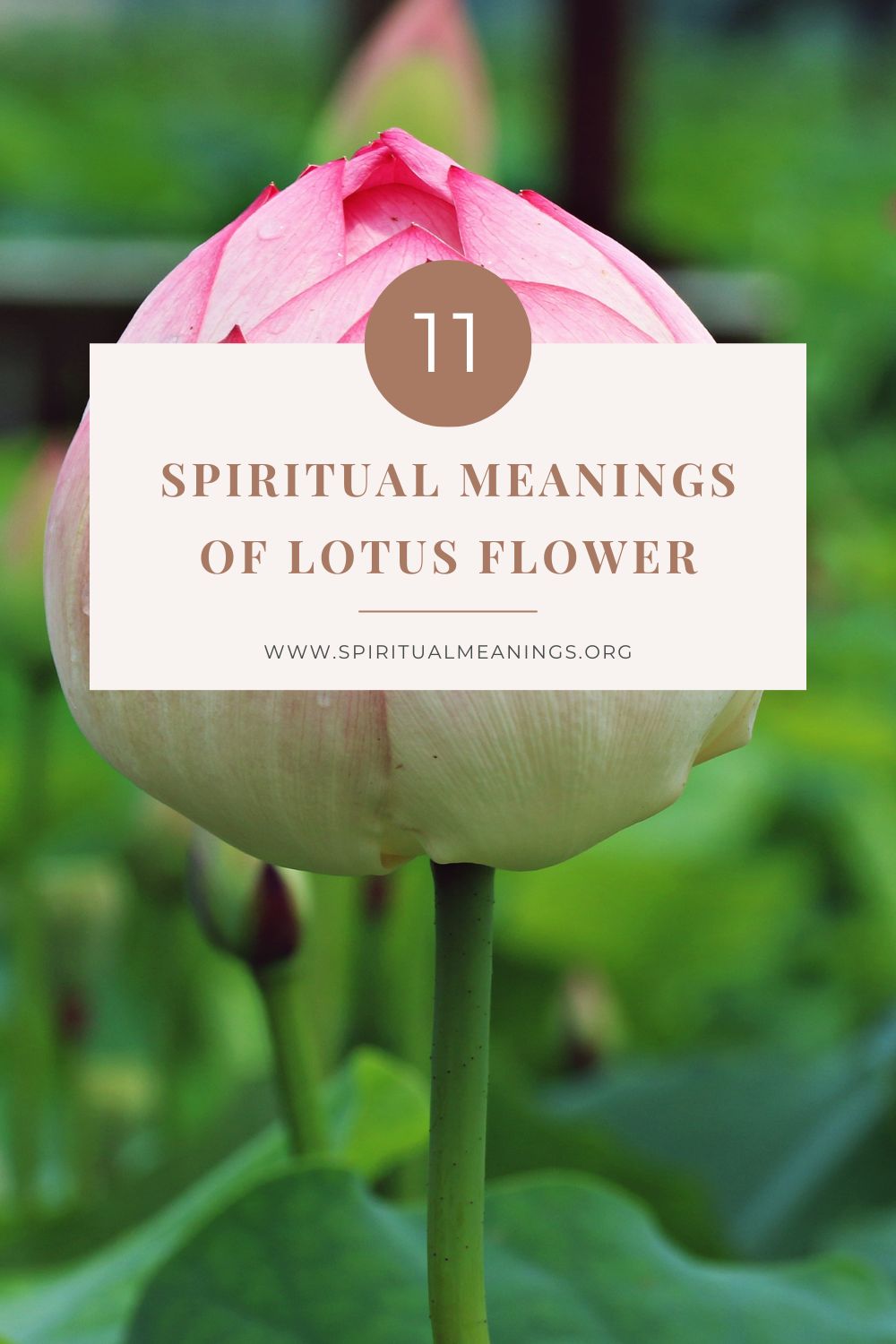 11 Spiritual Meanings of Lotus Flower pin