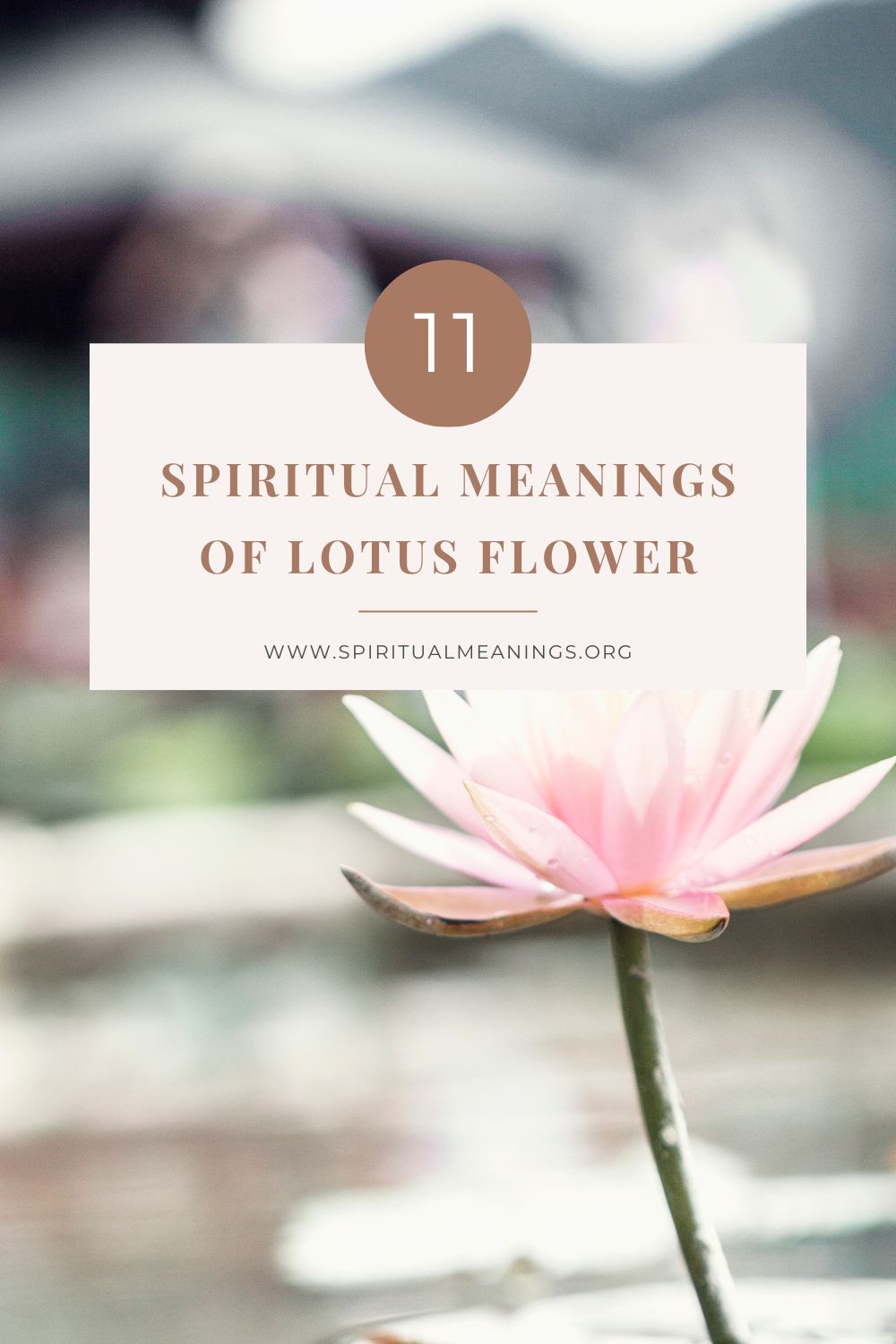 11 Spiritual Meanings of Lotus Flower pin