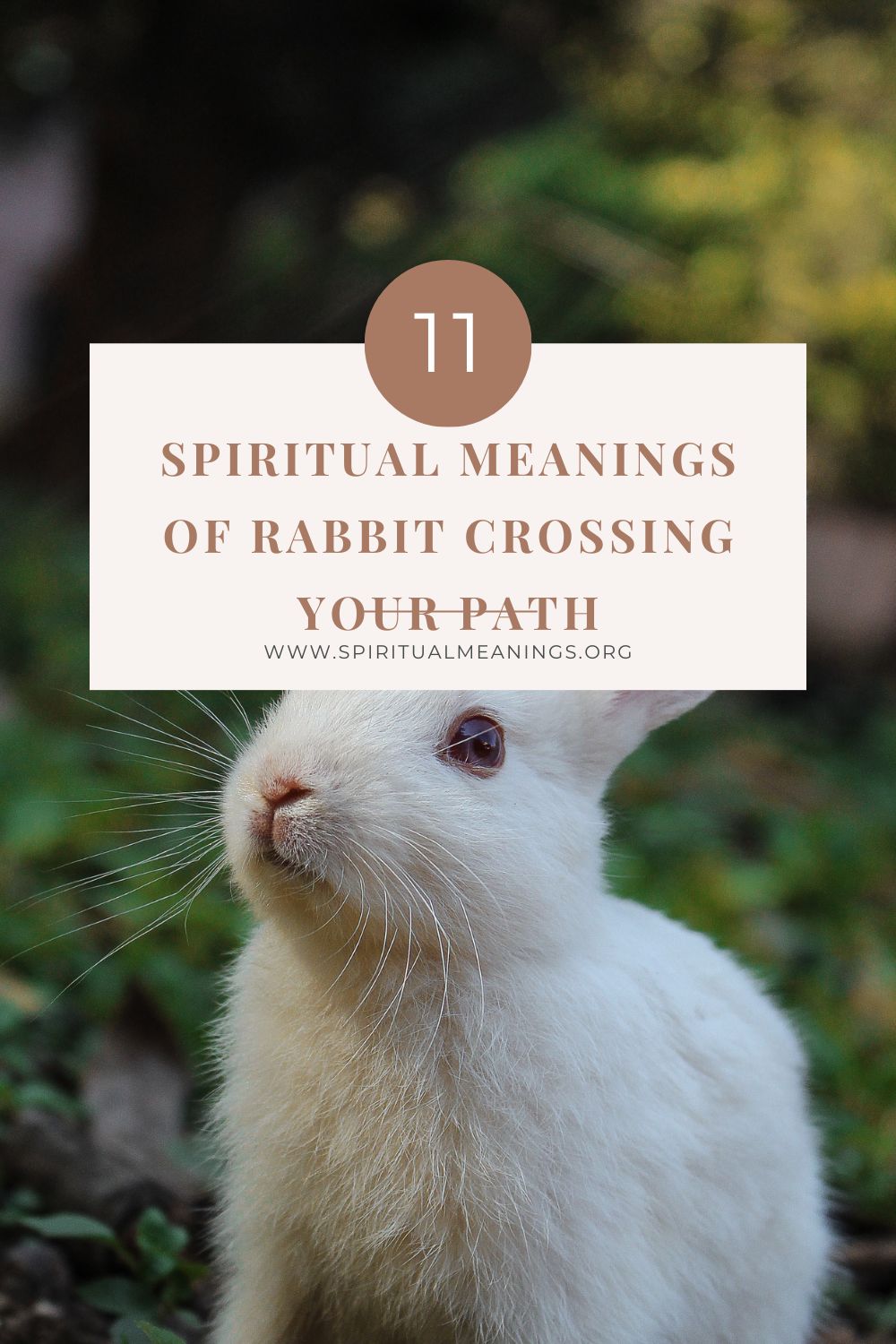11 Spiritual Meanings of Rabbit Crossing Your Path pin