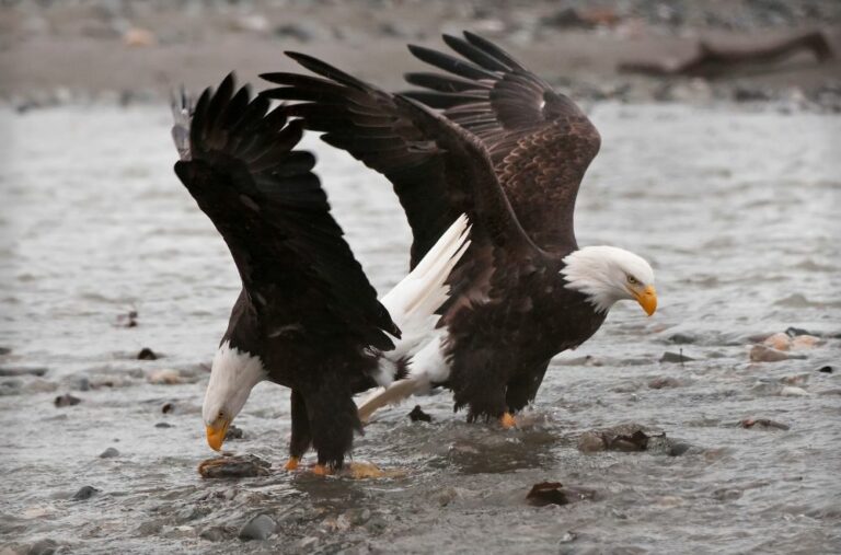 11 Spiritual Meanings of Seeing Bald Eagles