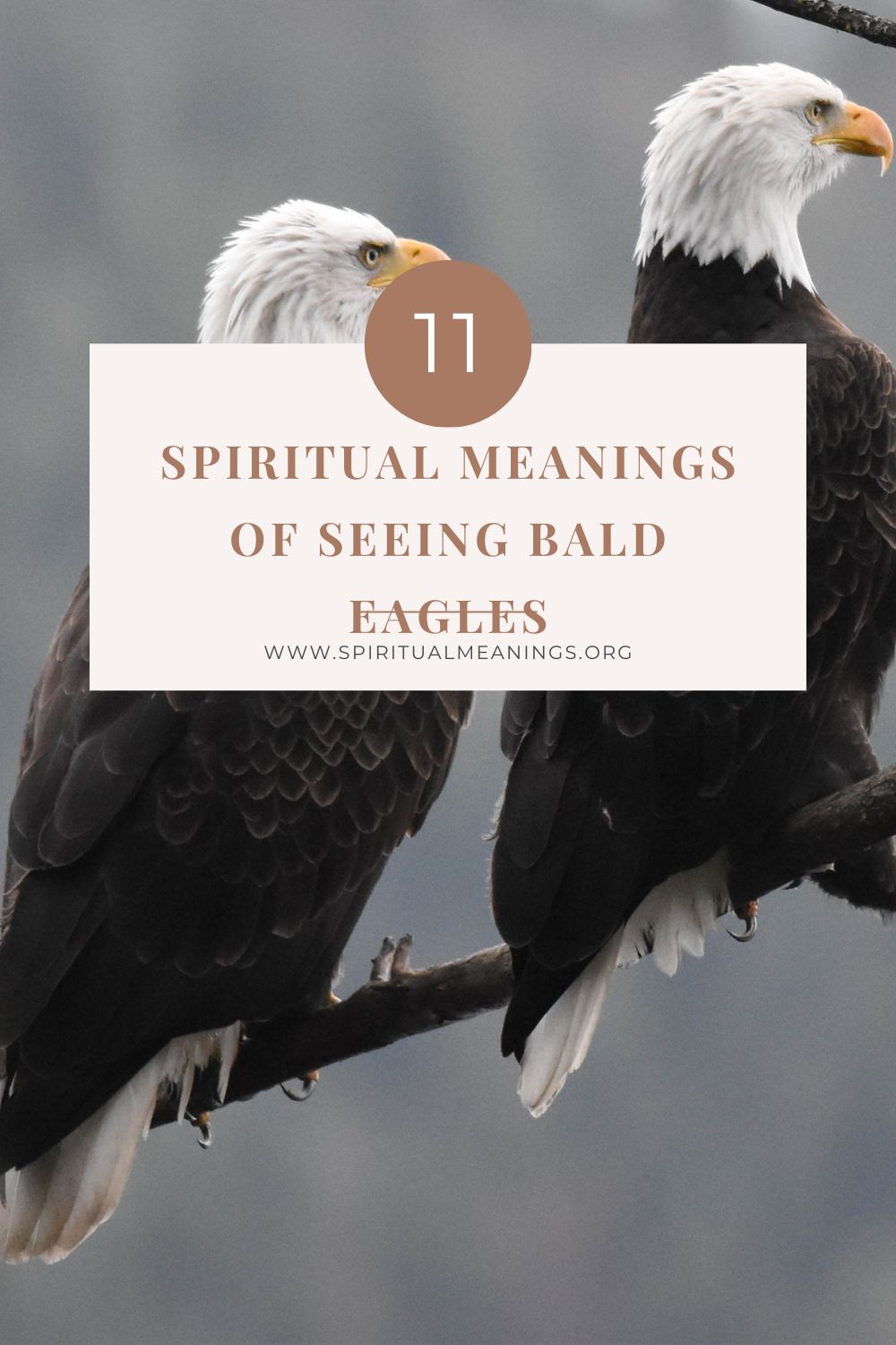 11 Spiritual Meanings of Seeing Bald Eagles pin