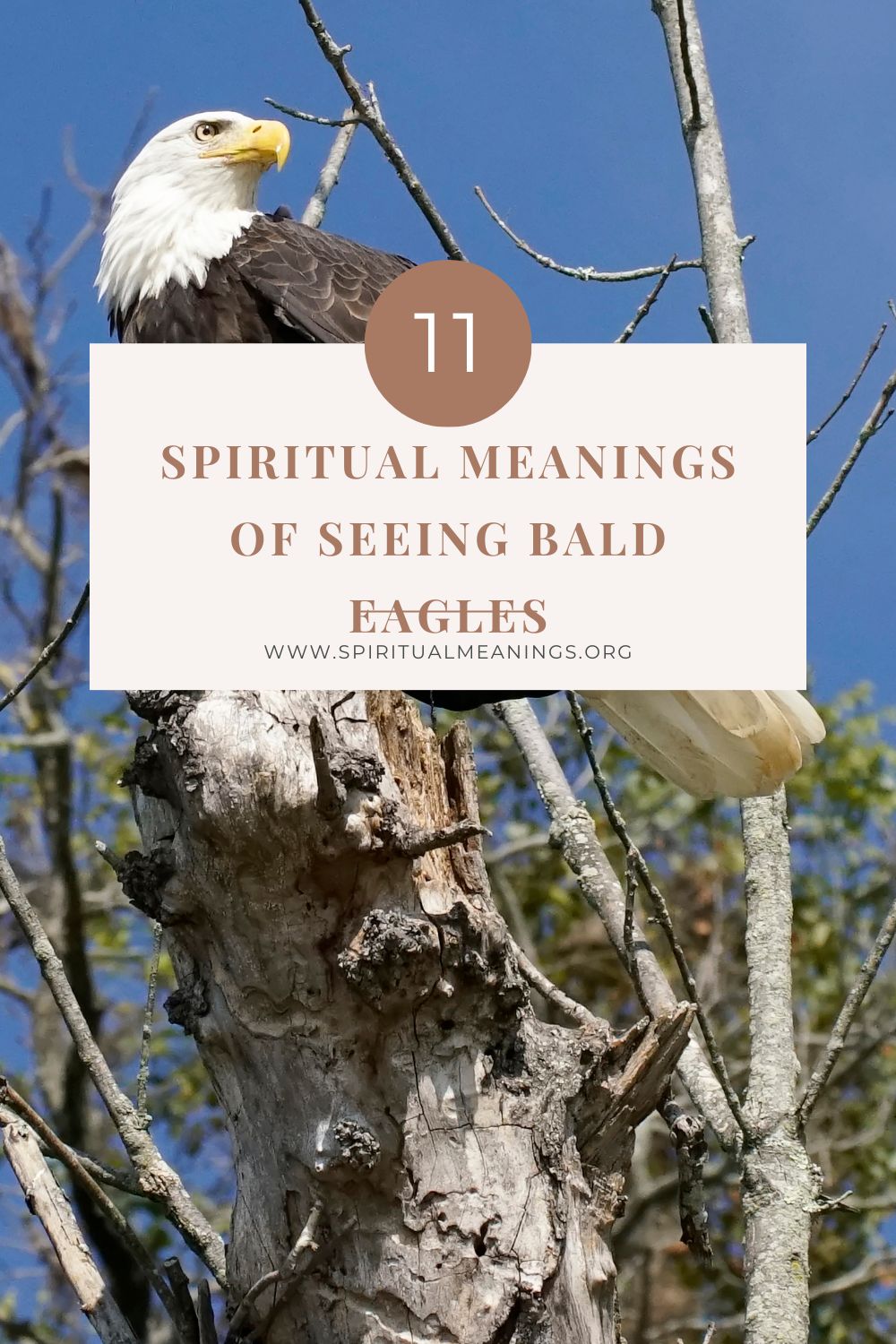 11 Spiritual Meanings of Seeing Bald Eagles pin