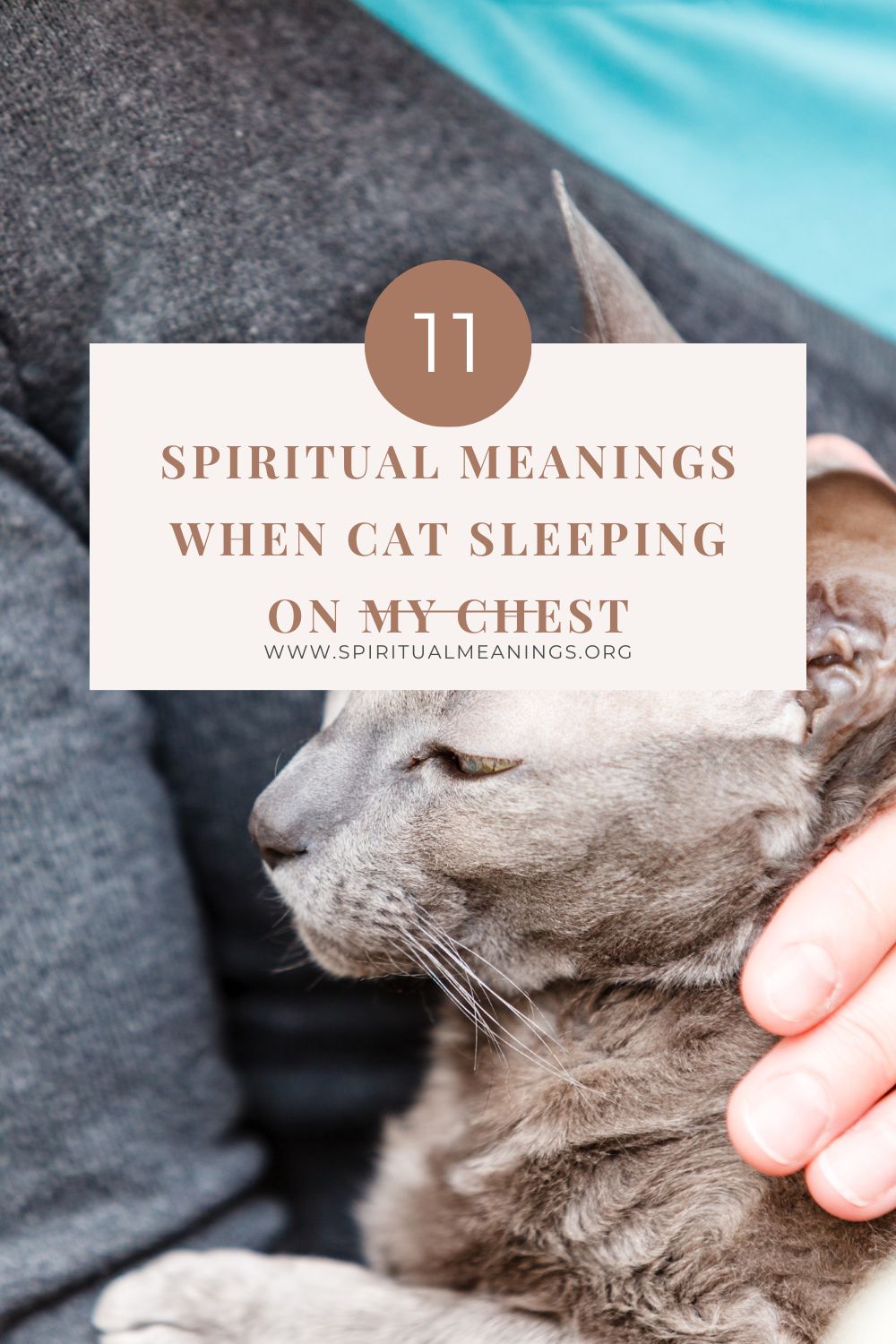 11 Spiritual Meanings When Cat Sleeping on My Chest pin