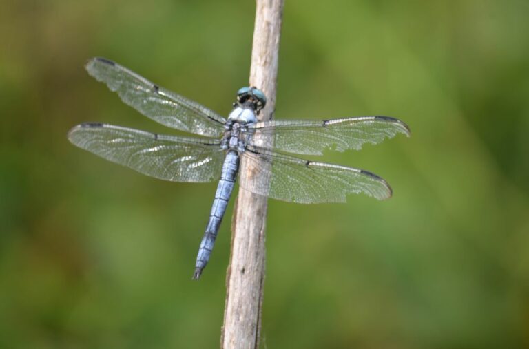 11 Spiritual Meanings of Blue Dragonfly (Symbolism)