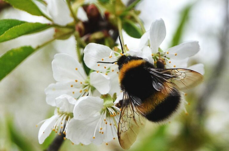 11 Spiritual Meanings of Bumblebee (Symbolism)
