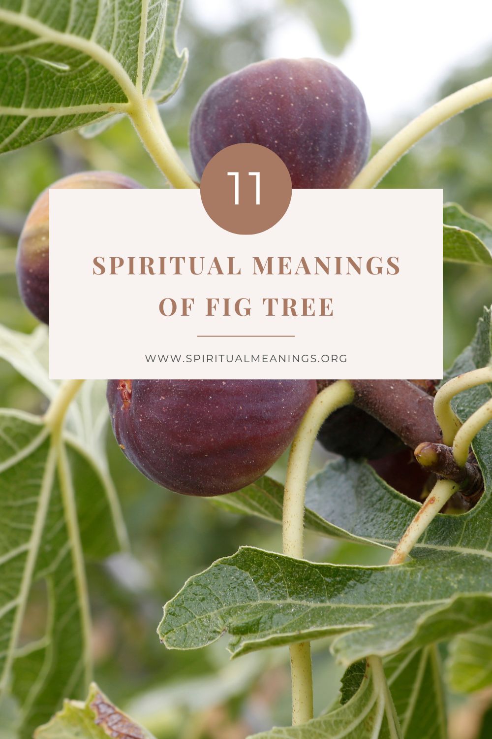 11 Spiritual Meanings of Fig Tree pin