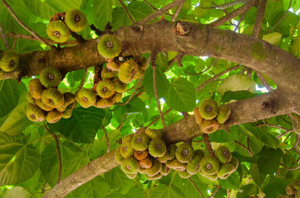 11 Spiritual Meanings of Fig Tree