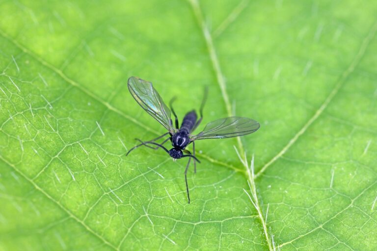 11 Spiritual Meanings of Gnats