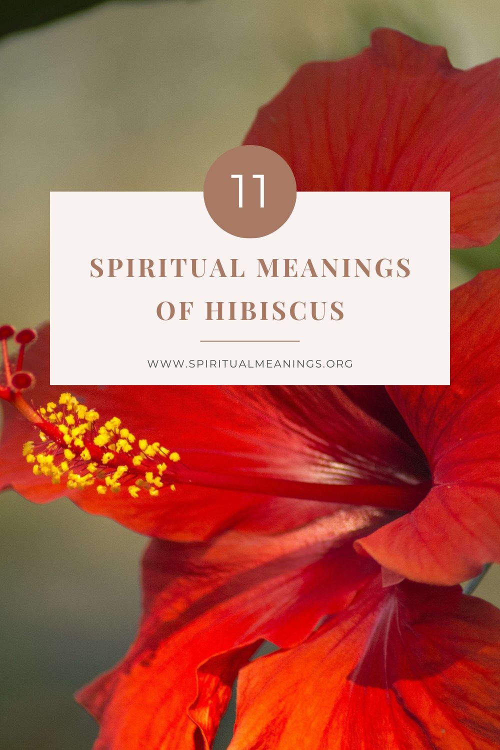 11 Spiritual Meanings of Hibiscus pin
