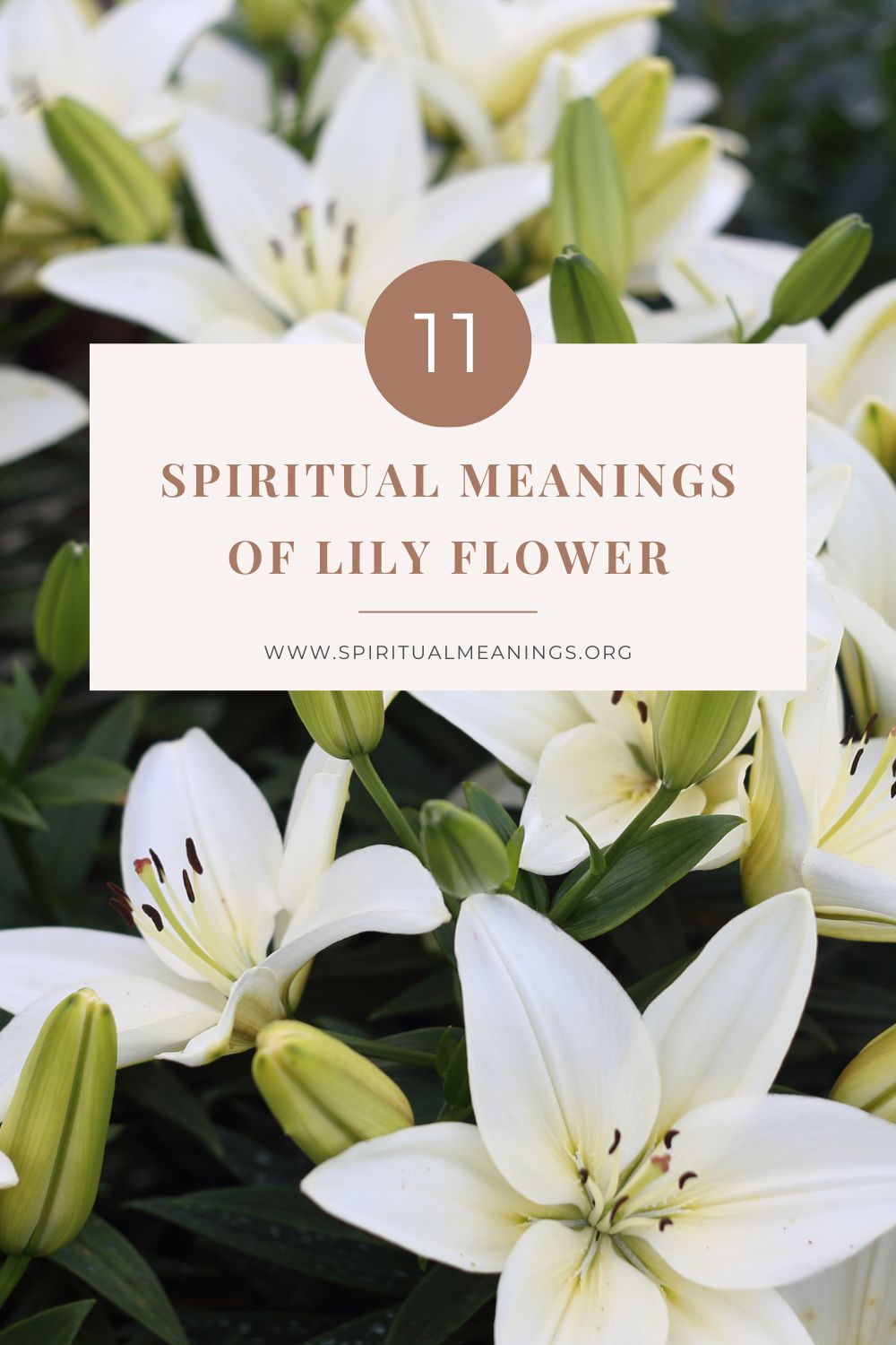 11 Spiritual Meanings of Lily Flower pin