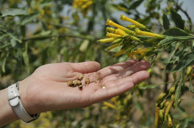 11 Spiritual Meanings of Mustard Seed