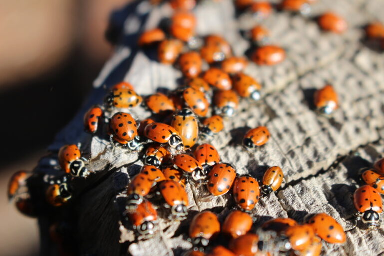 11 Spiritual Meanings of Orange Ladybug