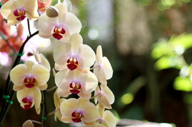 11 Spiritual Meanings of Orchid (Symbolism)