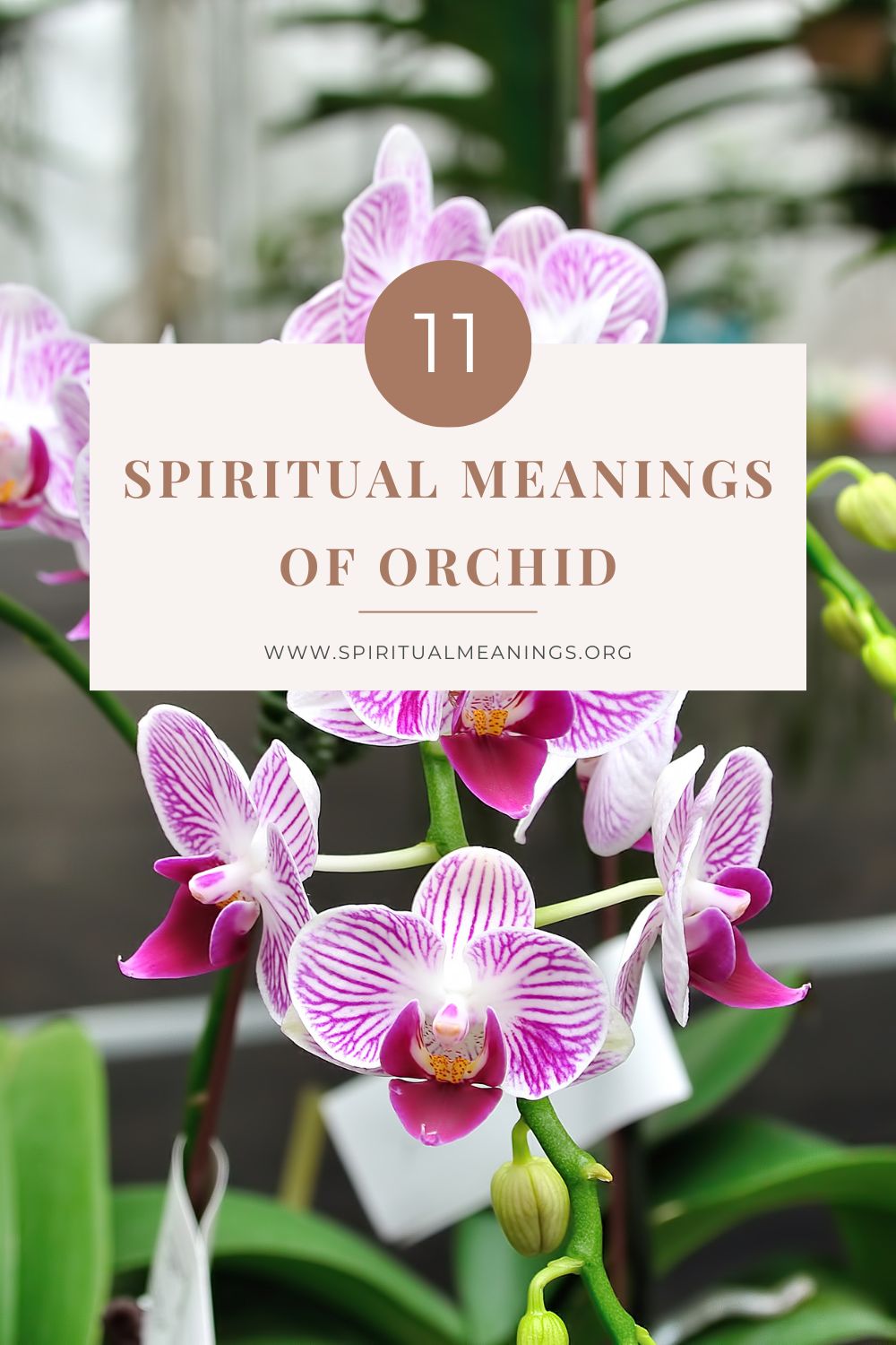 11 Spiritual Meanings of Orchid pin1