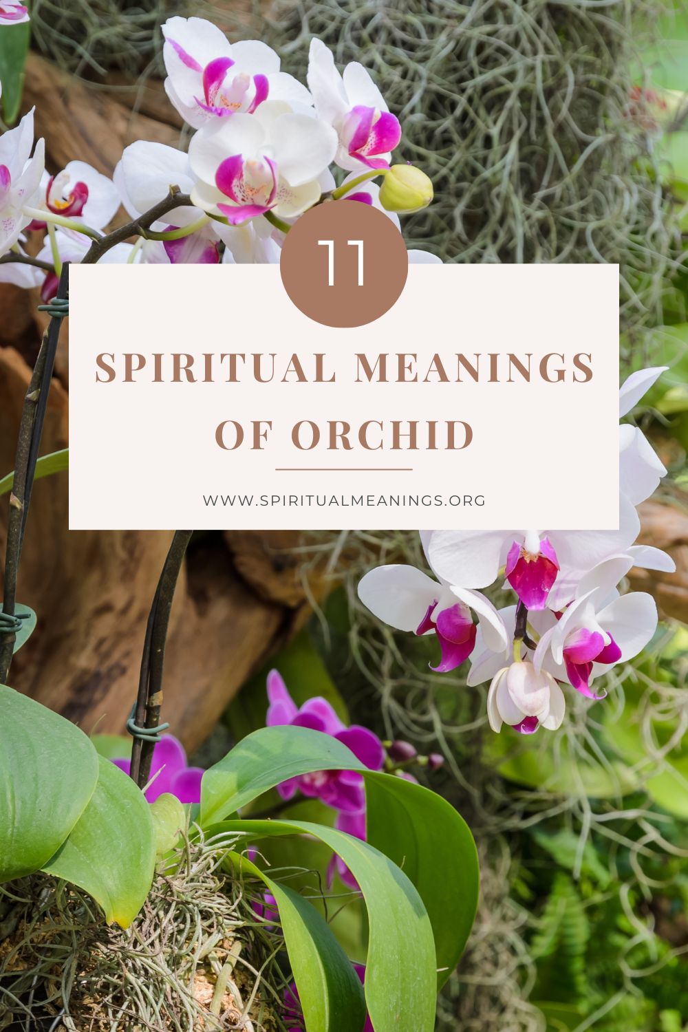 11 Spiritual Meanings of Orchid pin2