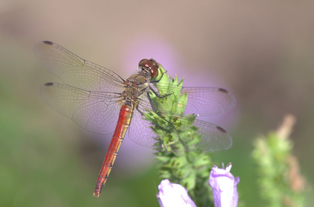 11 Spiritual Meanings of Red Dragonfly