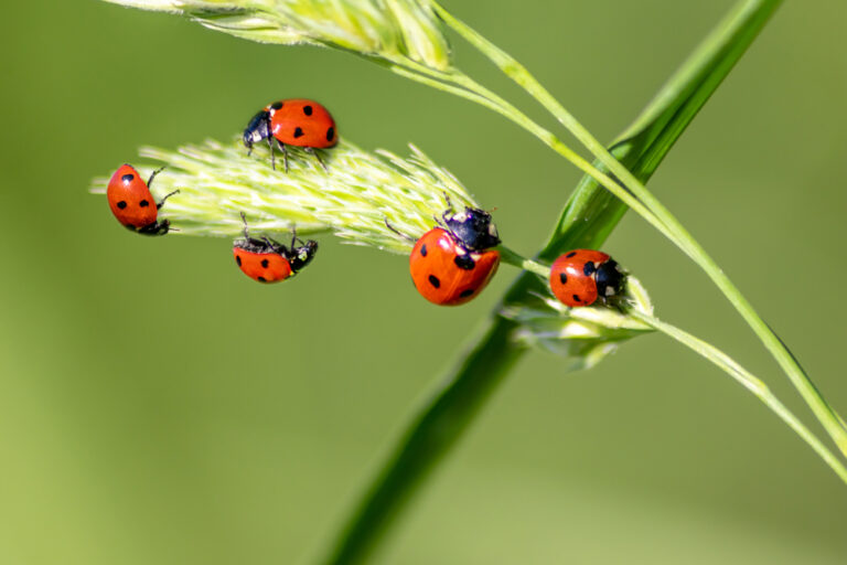 11 Spiritual Meanings of Red Ladybug