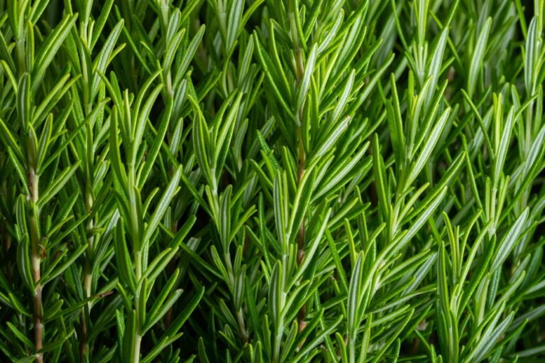 11 Spiritual Meanings of Rosemary