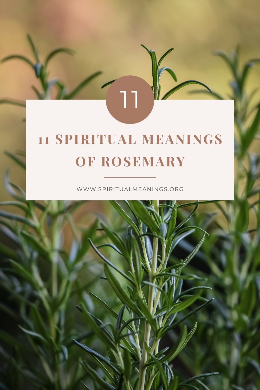11 Spiritual Meanings of Rosemary pin 1