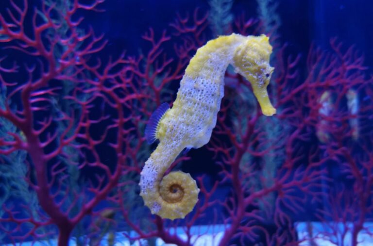 12 Spiritual Meanings of Seahorse (Symbolism)
