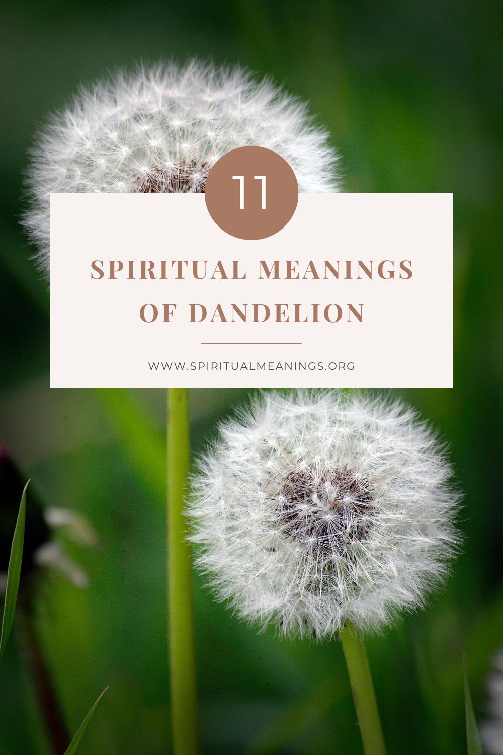 Dandelion Spiritual Meanings