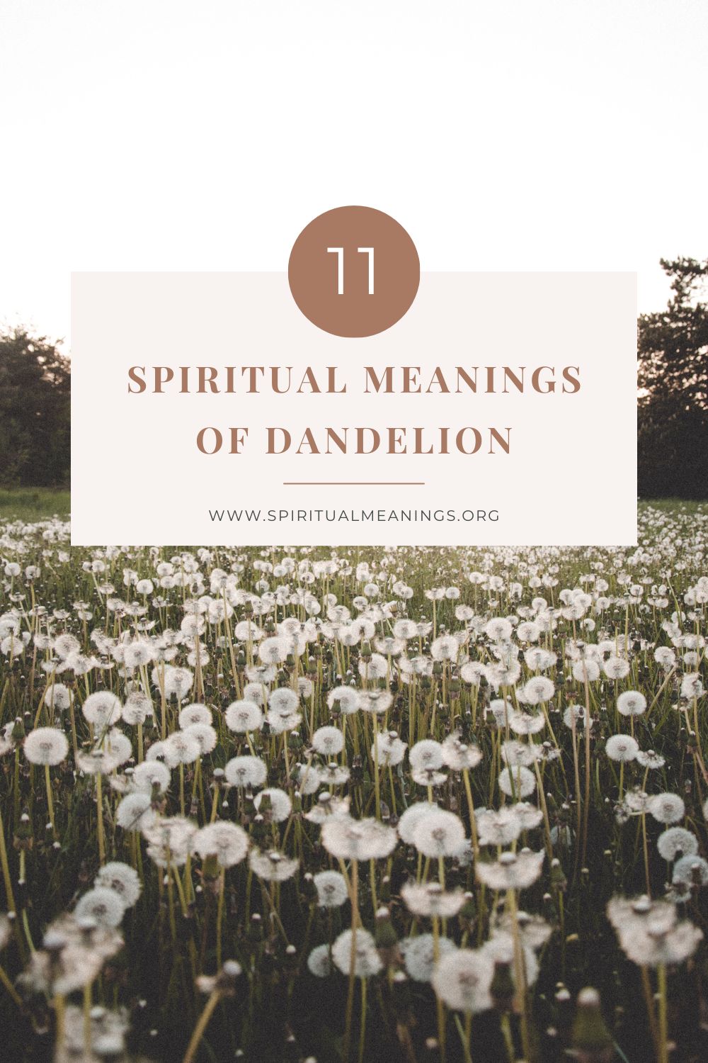 Dandelion Spiritual Meanings pin2
