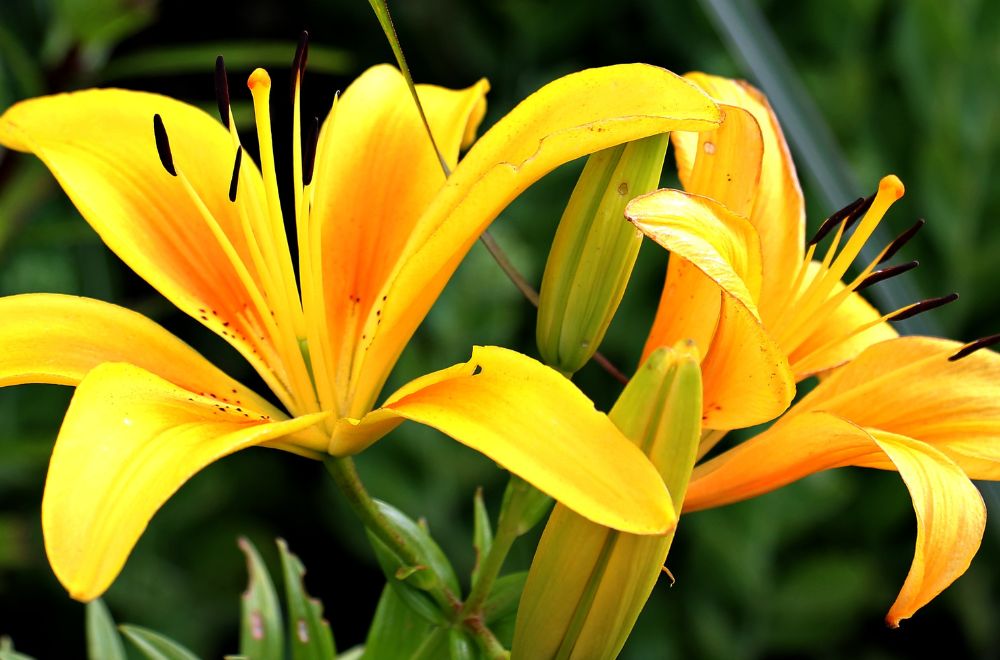 Orange Lily spiritual meaning