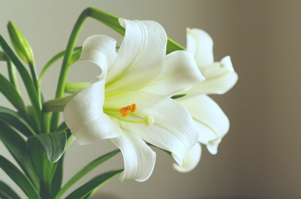 White Lily spiritual meaning