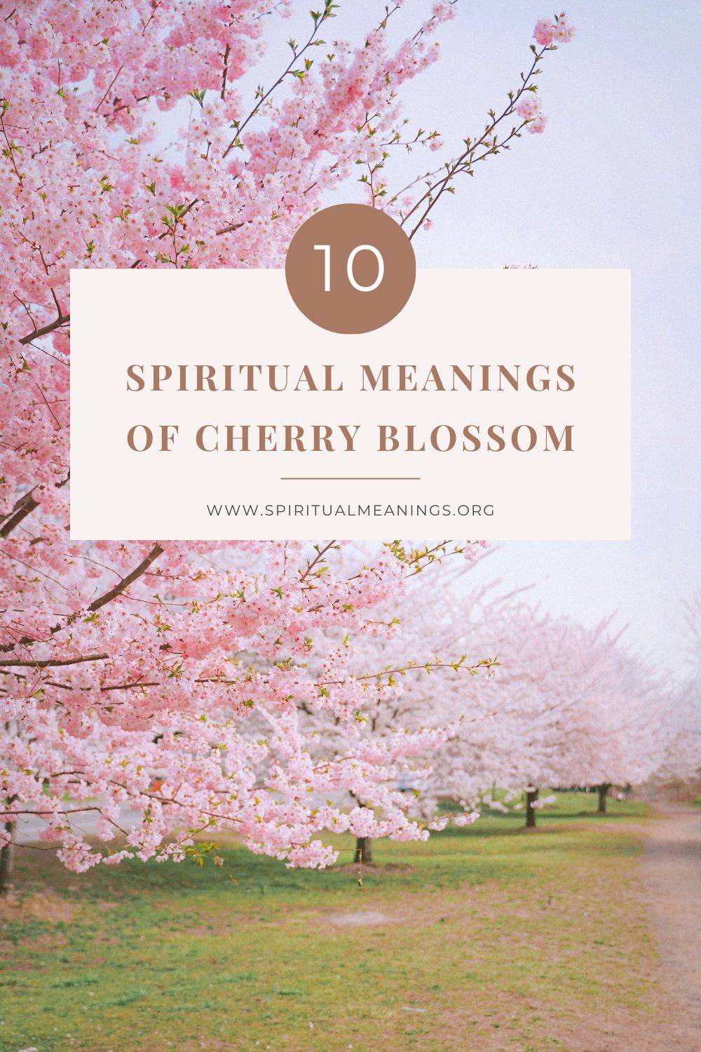 10 Spiritual Meanings of Cherry Blossom pin