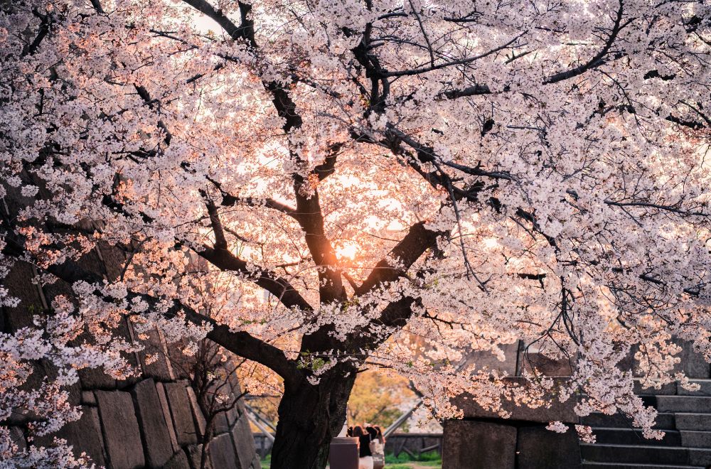 10 Spiritual Meanings of Cherry Blossom