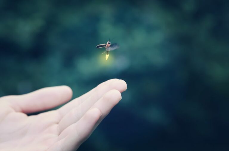 10 Spiritual Meanings of Firefly (Symbolism)