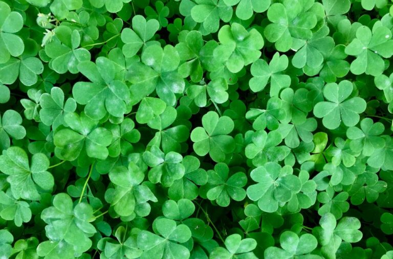 10 Spiritual Meanings of Four-leaf Clover