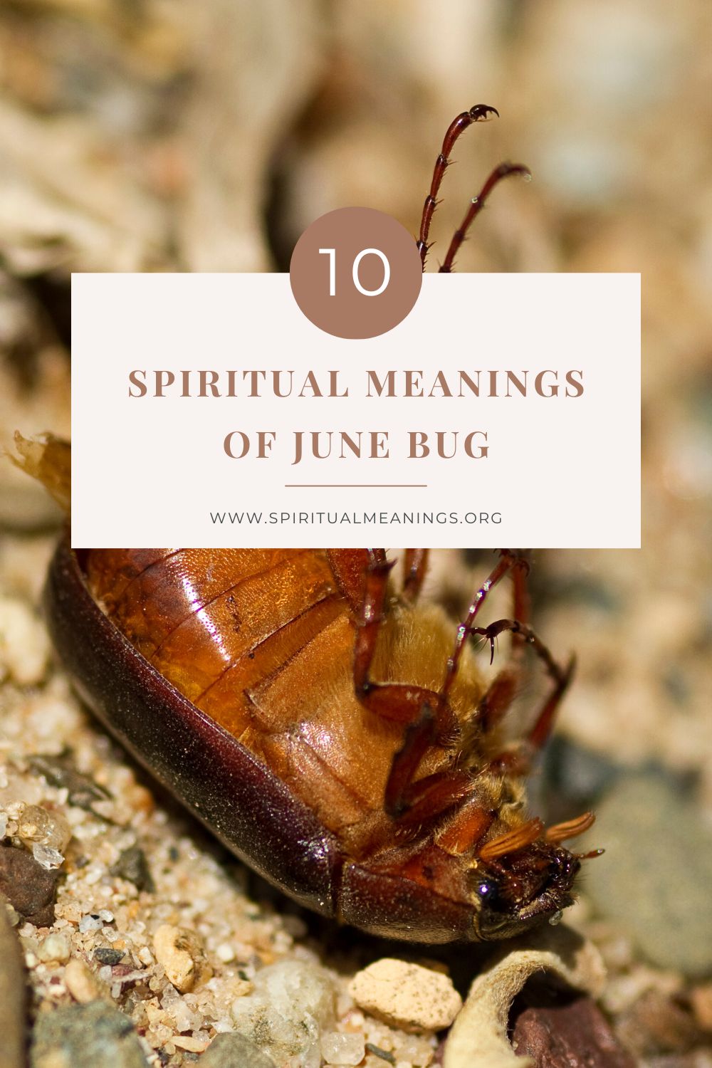 10 Spiritual Meanings of June Bug pin