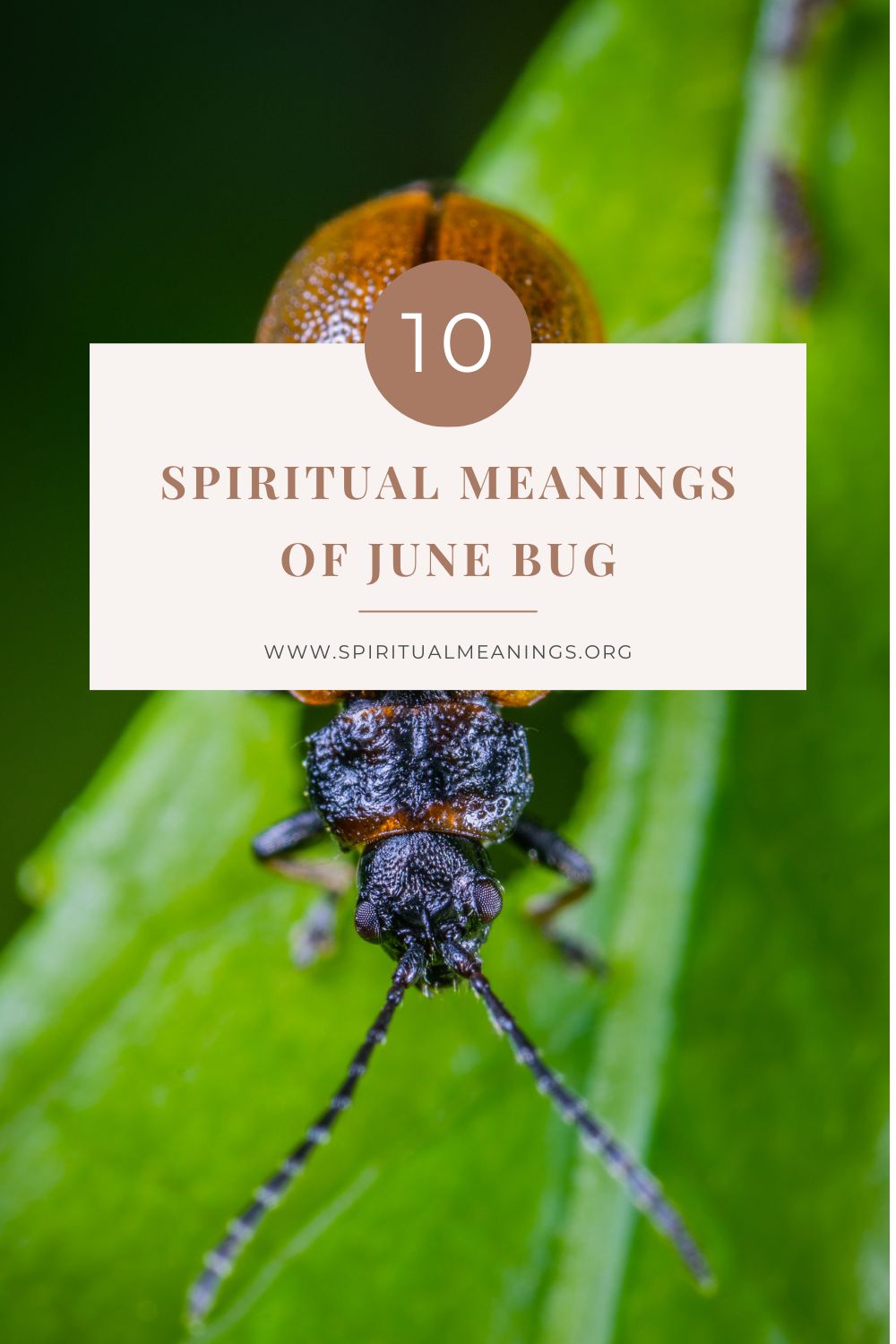 10 Spiritual Meanings of June Bug pin