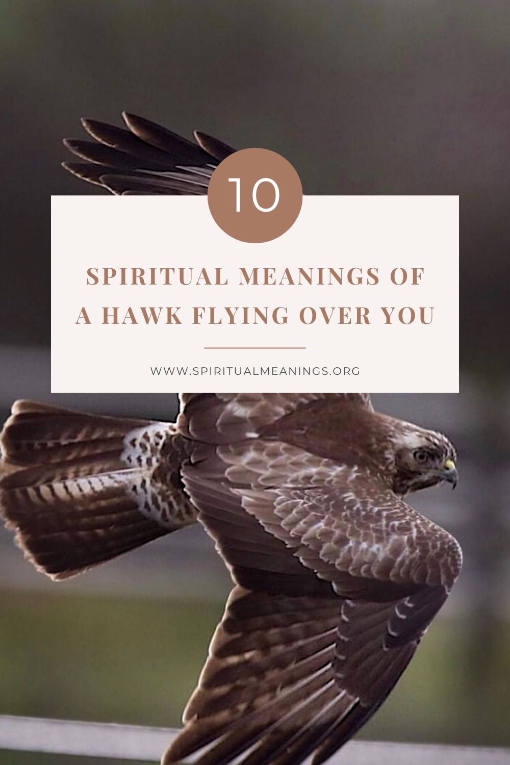 10 Spiritual Meanings of a Hawk Flying Over You pin