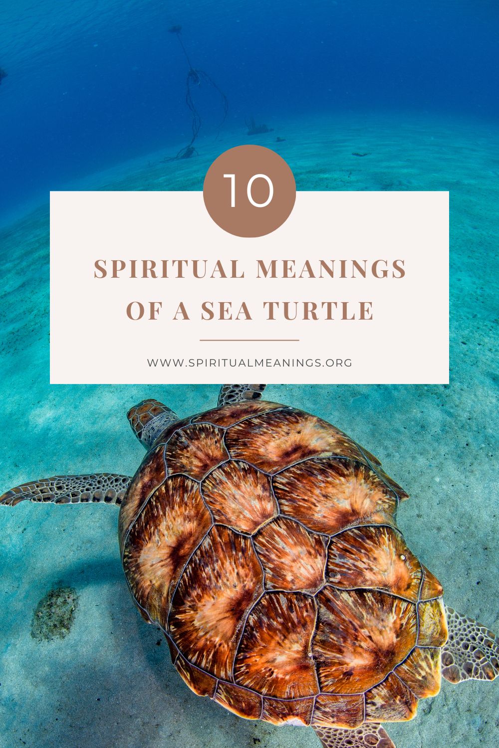 10 Spiritual Meanings of a Sea Turtle pin