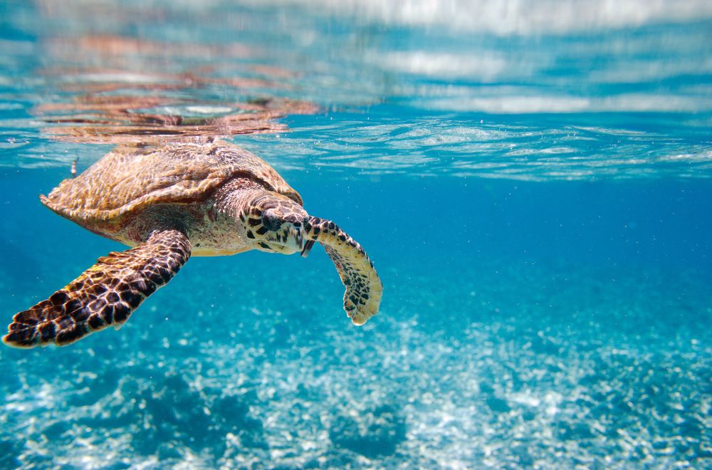 10 Spiritual Meanings of a Sea Turtle