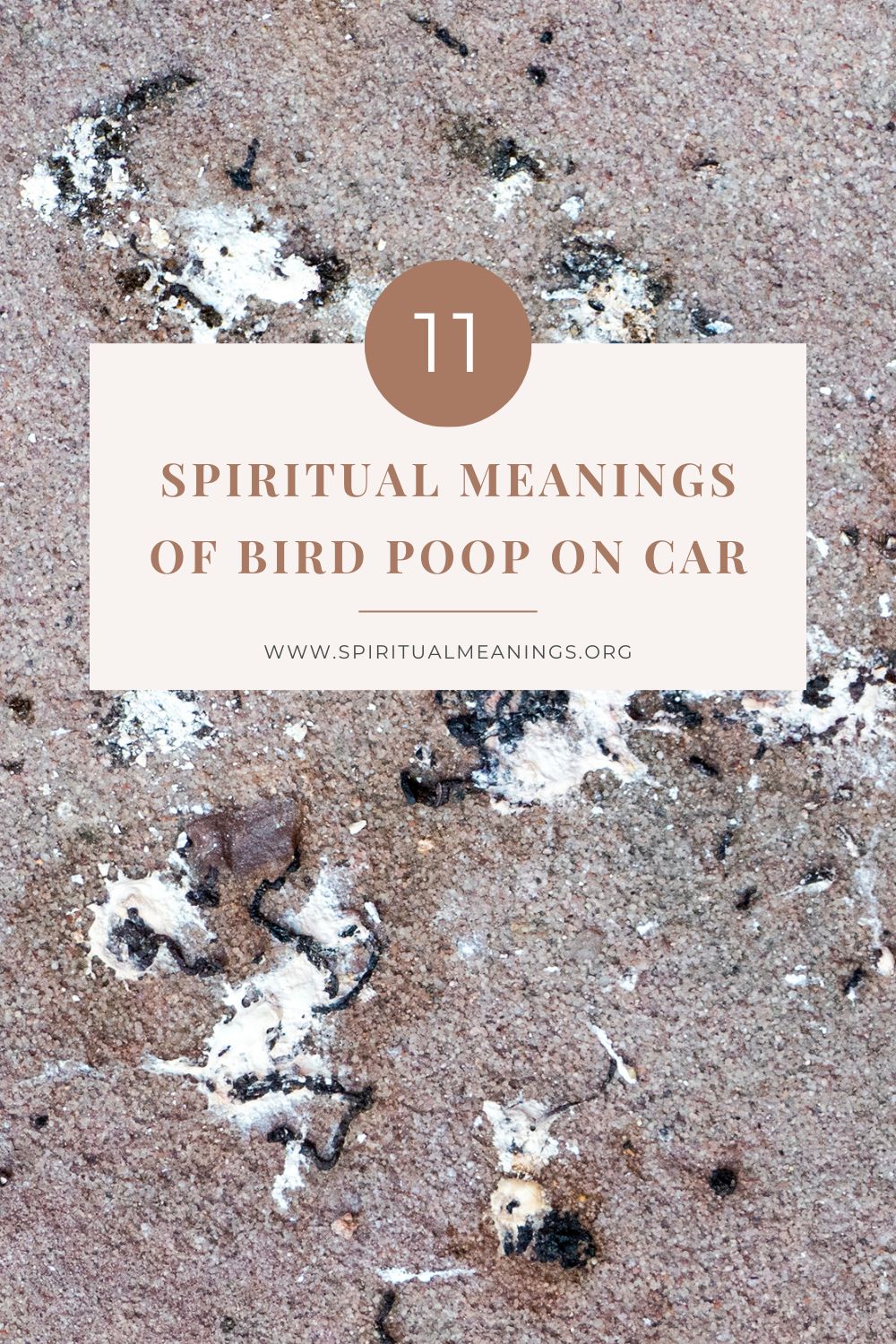 11 Spiritual Meanings of Bird Poop on Car pin