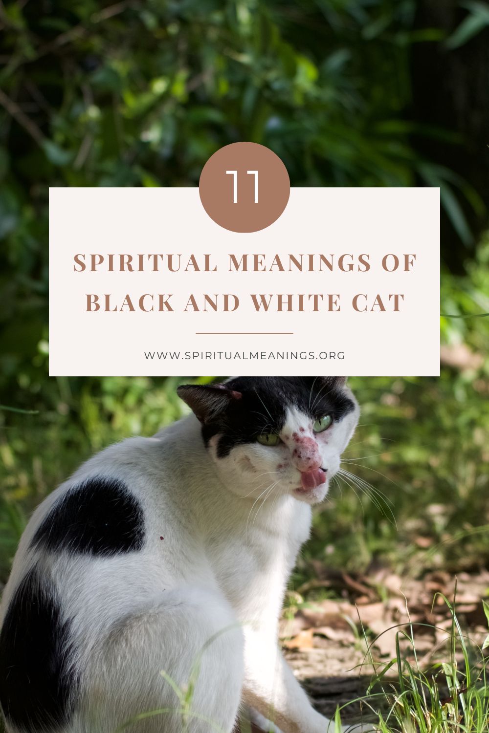 11 Spiritual Meanings of Black and White Cat pin