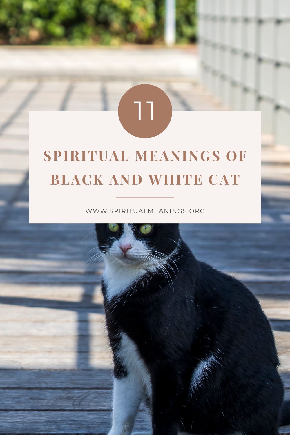 11 Spiritual Meanings of Black and White Cat pin