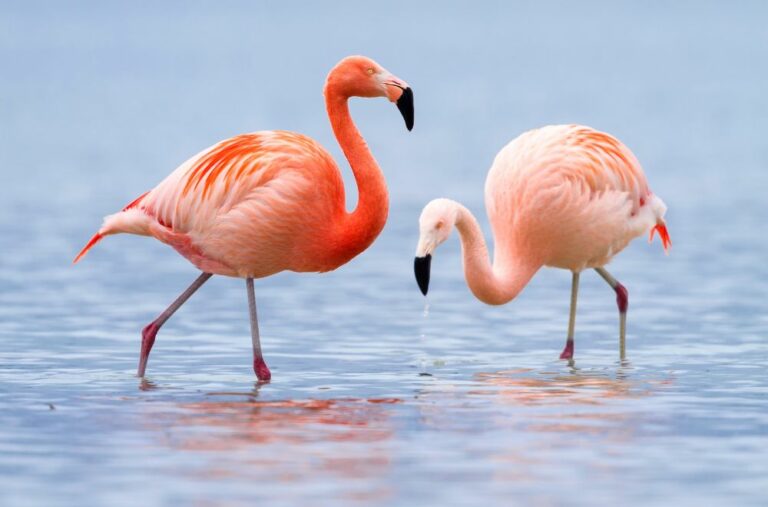 11 Spiritual Meanings of Flamingo (Symbolism)