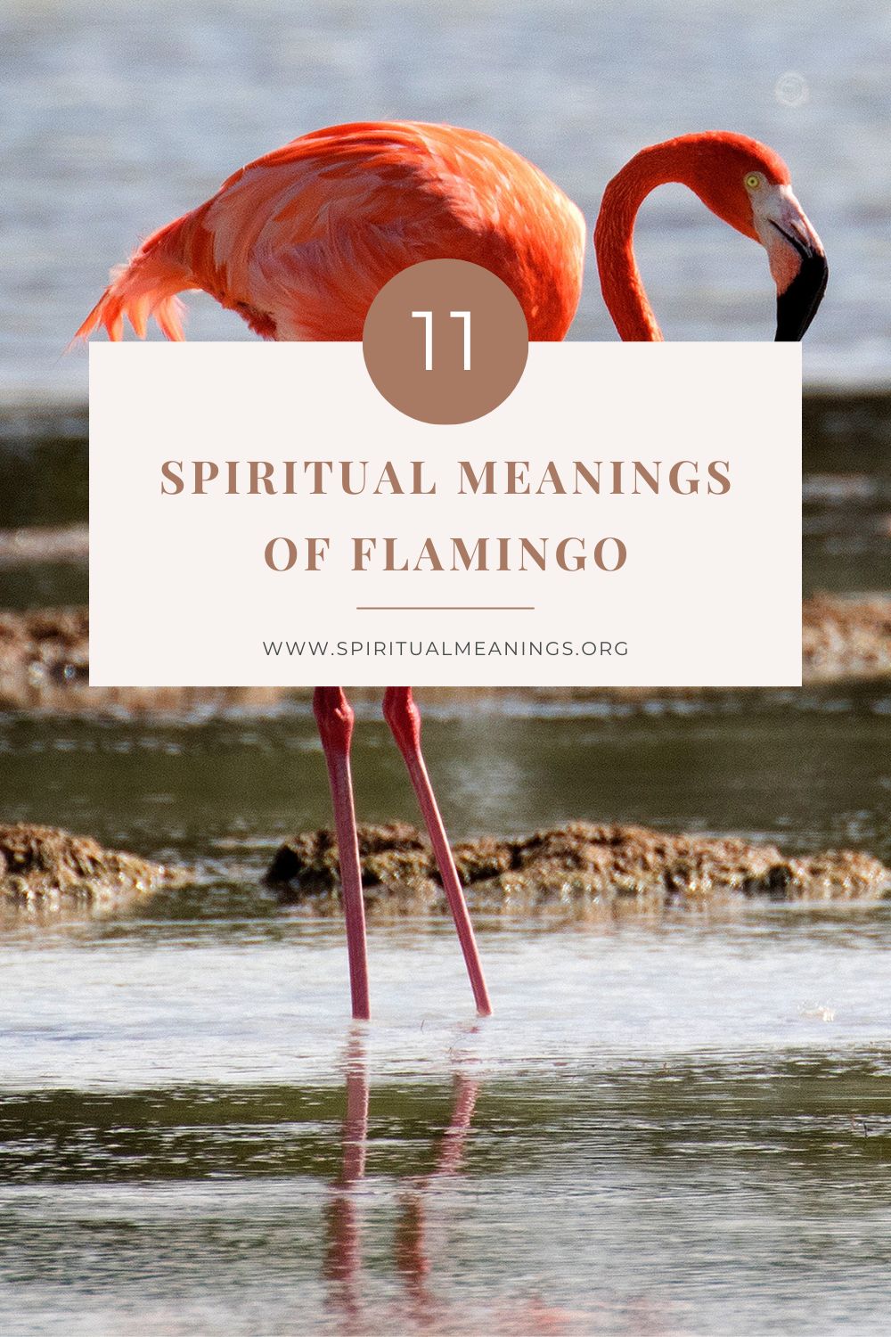 11 Spiritual Meanings of Flamingo pin
