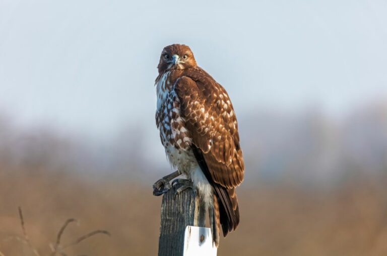 11 Spiritual Meanings of Red Tailed Hawk
