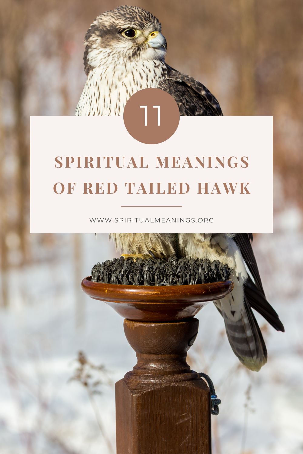 11 Spiritual Meanings of Red Tailed Hawk pin