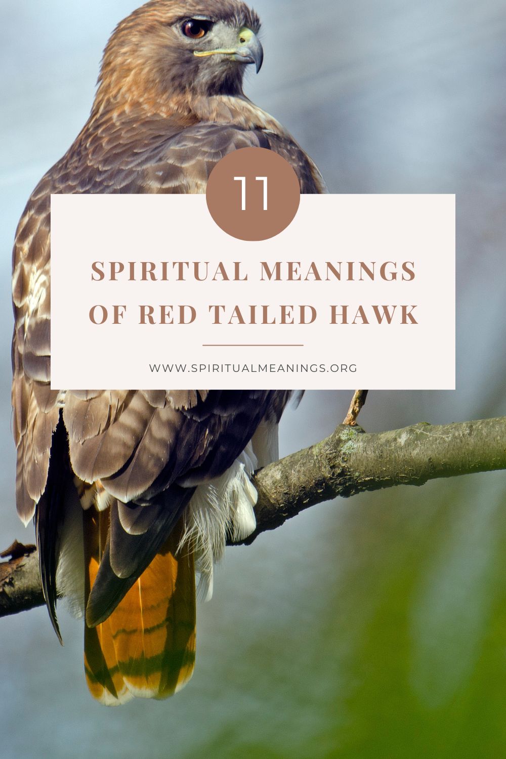 11 Spiritual Meanings of Red Tailed Hawk pin