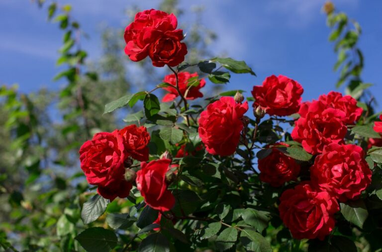 11 Spiritual Meanings of Rose Flower (Symbolism)