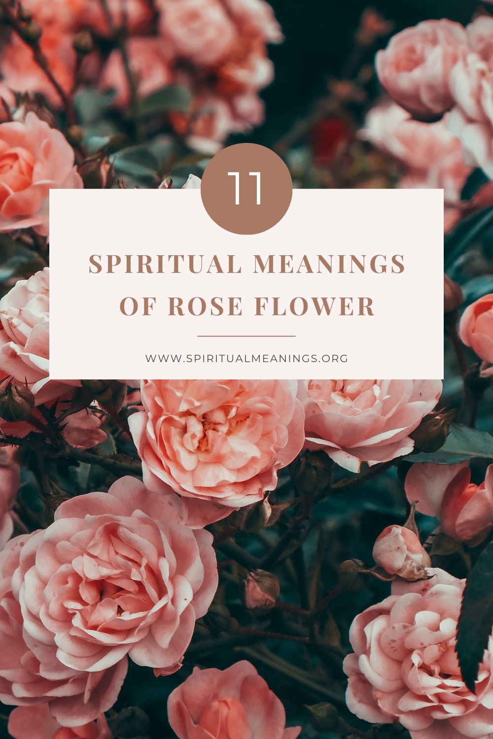 11 Spiritual Meanings of Rose Flower pin