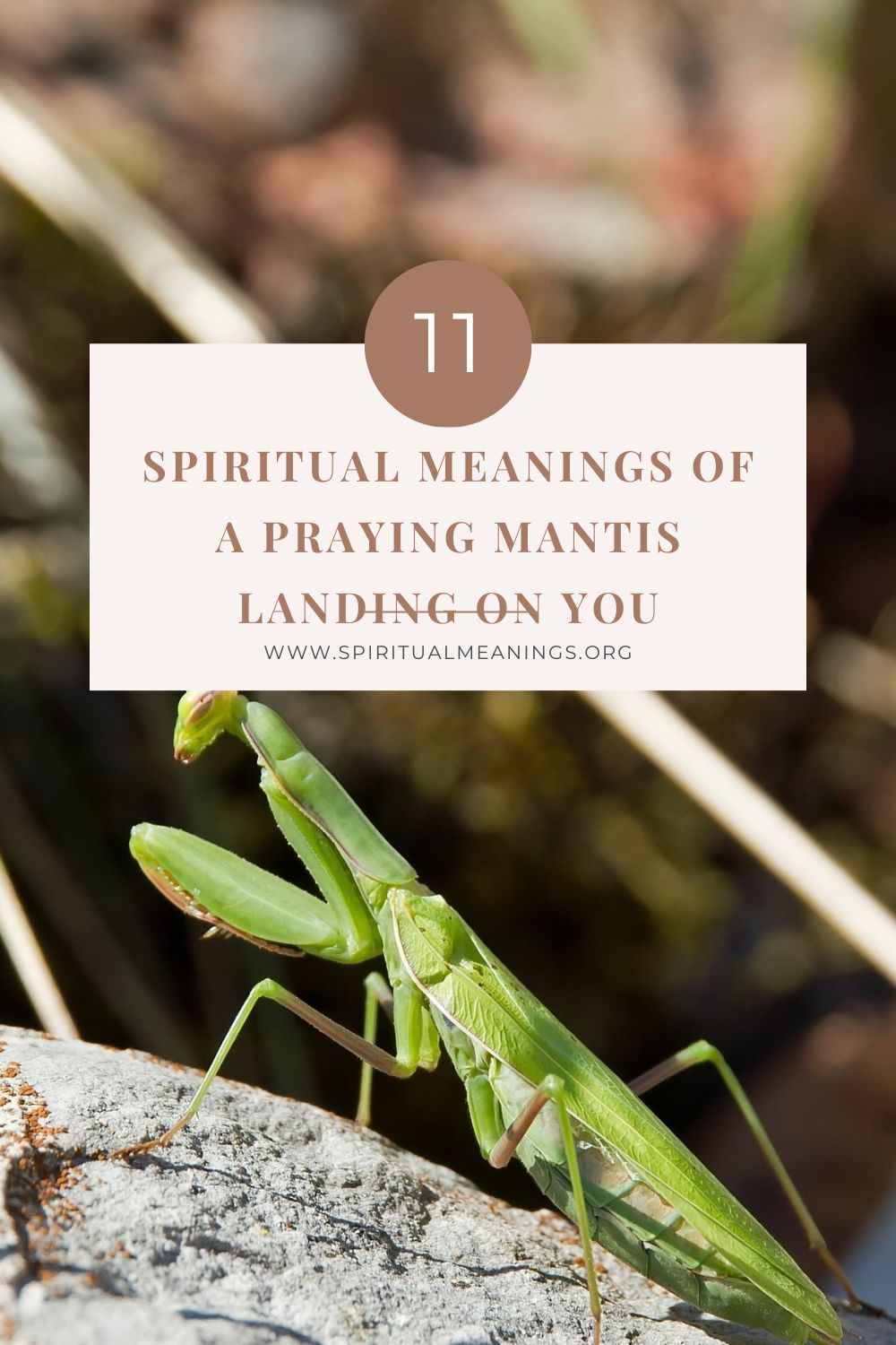 11 Spiritual Meanings of a Praying Mantis Landing on You pin