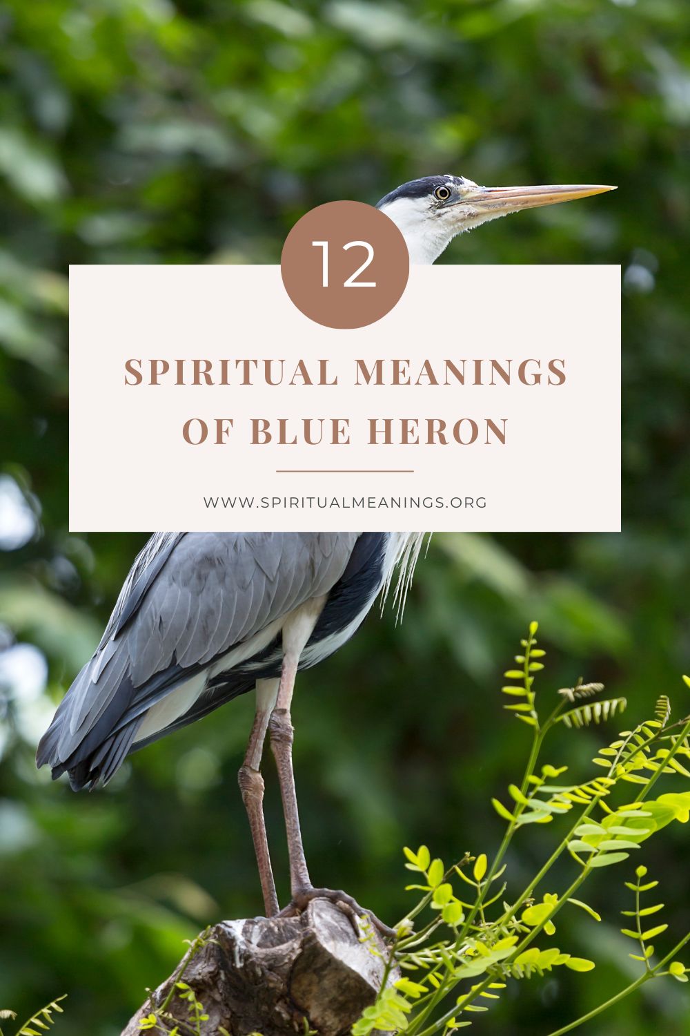 12 Spiritual Meanings of Blue Heron pin