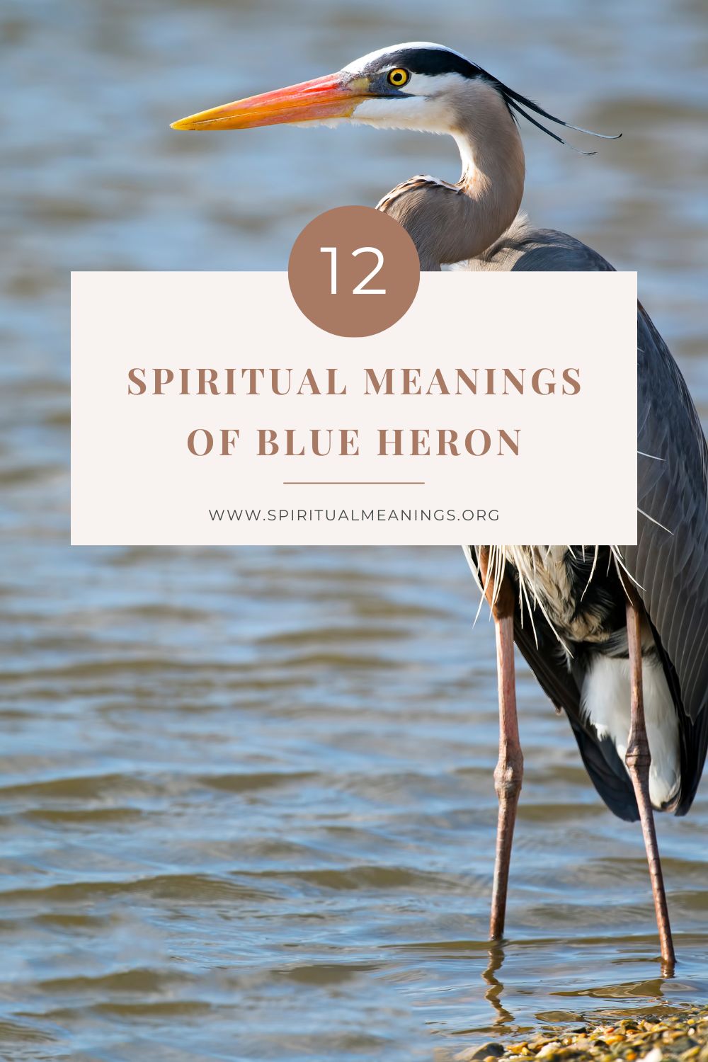 12 Spiritual Meanings of Blue Heron pin